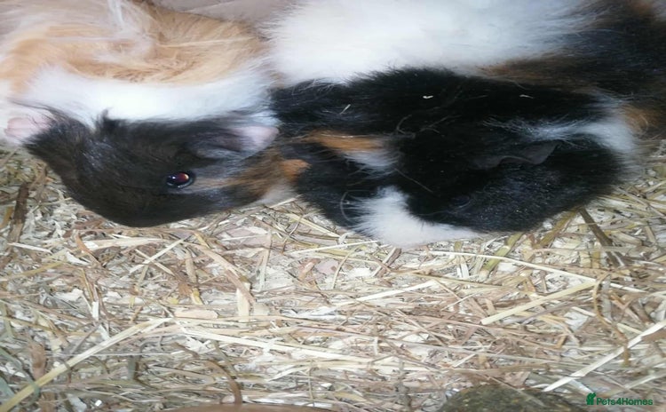 Guinea Pig rodents - Advert 1