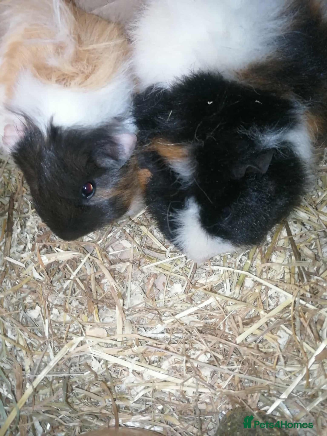 Guinea Pig rodents for sale: 2 female Guinea pigs - Image 1