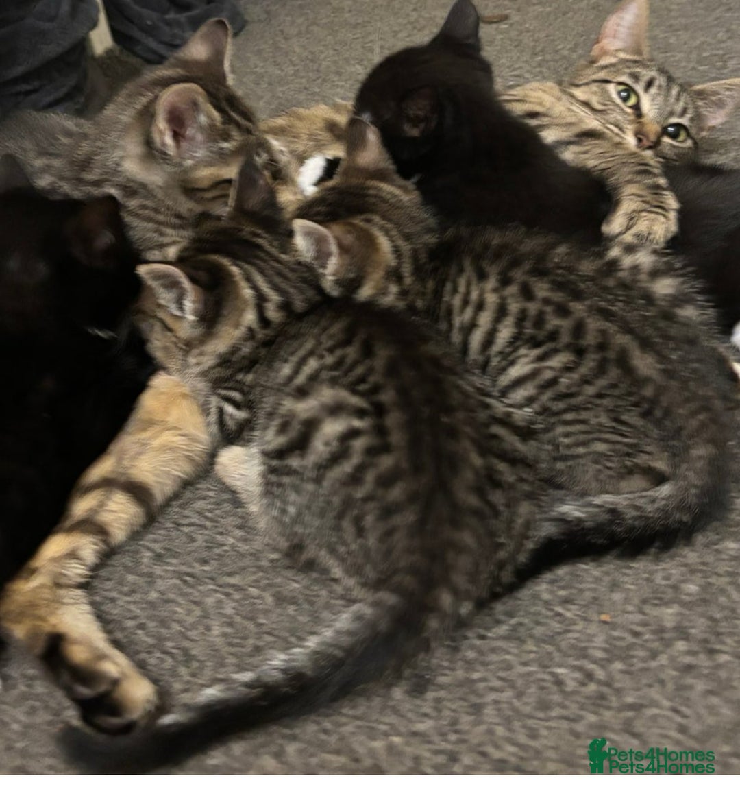 Mixed Breed cats for sale: 2 female black and white kittens - Image 3