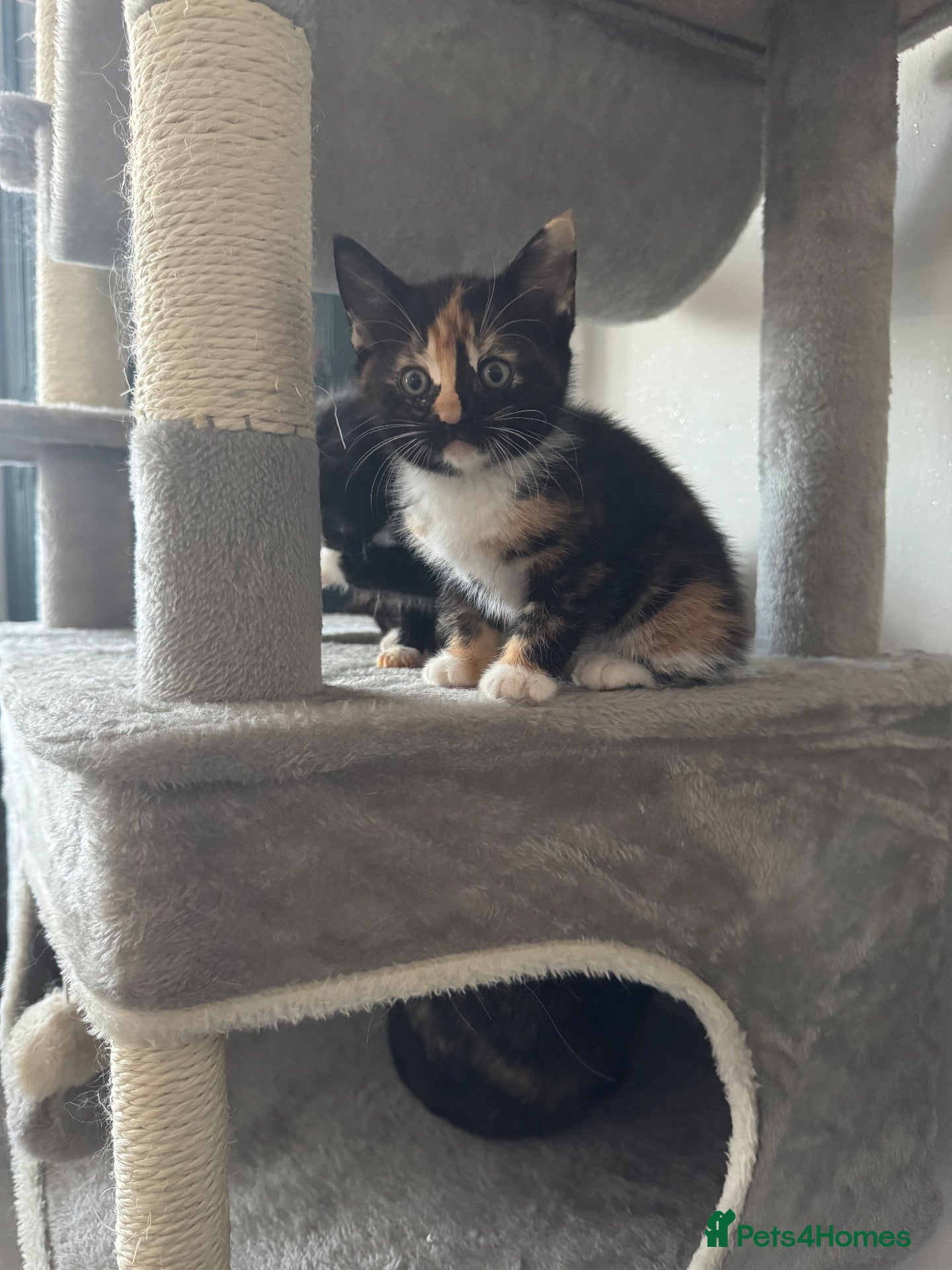 Mixed Breed cats Last Kitten 🐱  - Advert 1
