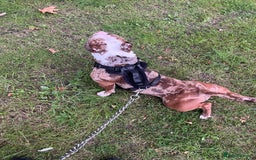 American Bully dogs for sale: 2 year old chocolate merl American pocket bully - Image 8