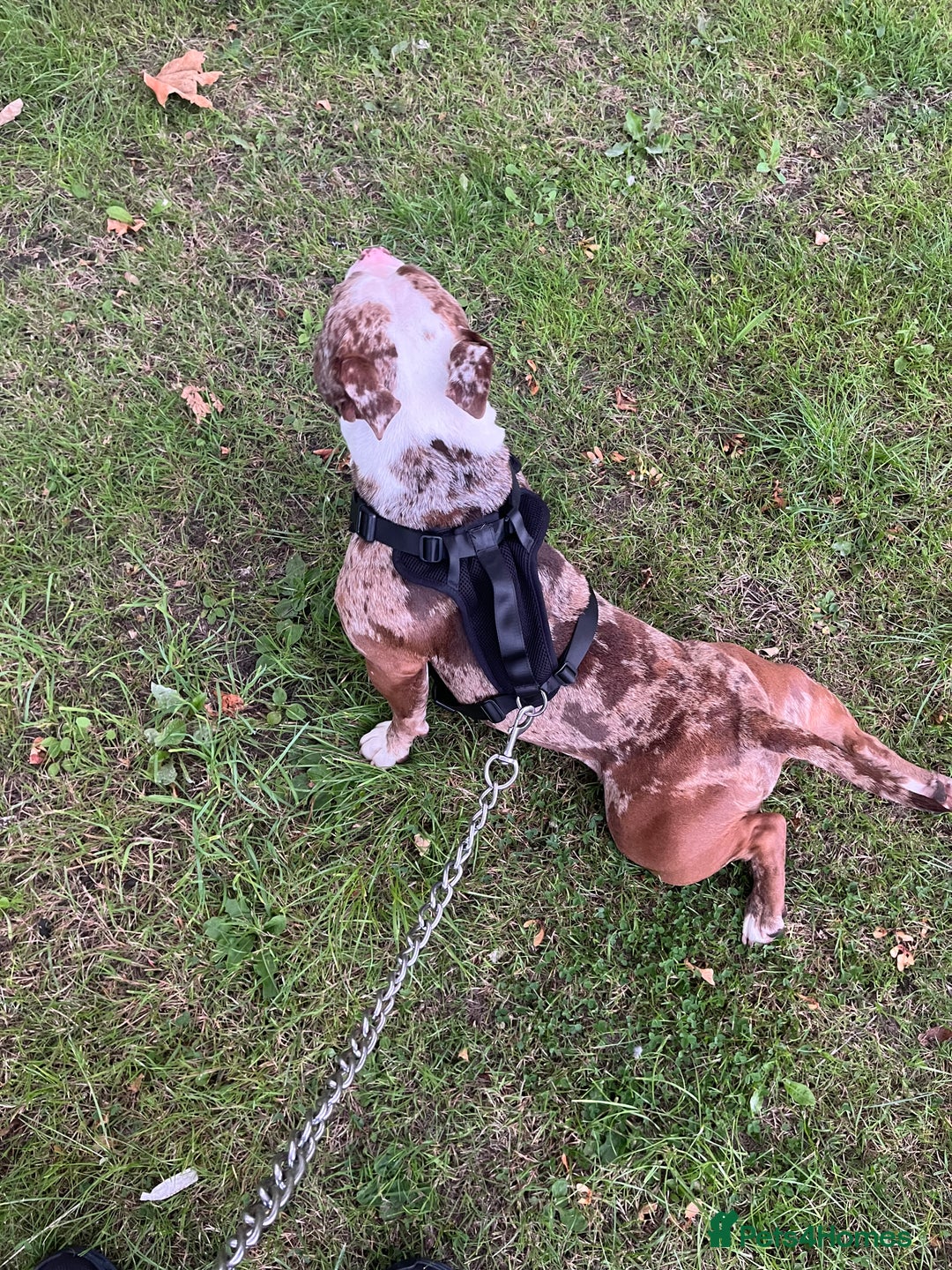 American Bully dogs for sale: 2 year old chocolate merl American pocket bully - Image 8