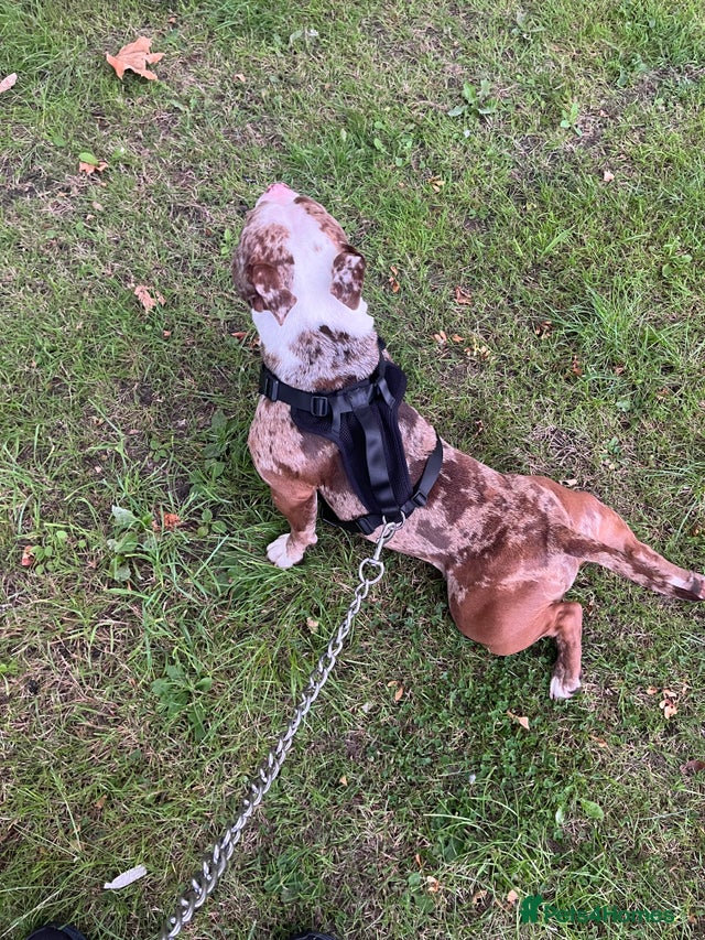 2 year old chocolate merl American pocket bully for sale in Blackpool