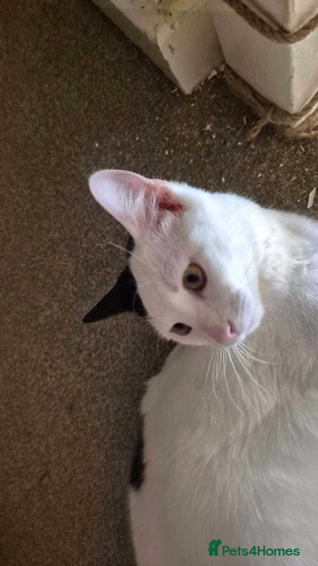Mixed Breed cats for sale: Free to re home - Image 4