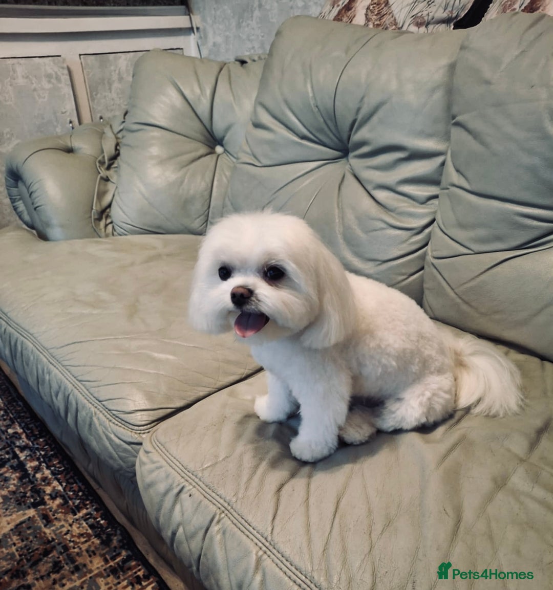 Maltese dogs for stud: Maltese for stud❗️ in Wakefield - Advert 4