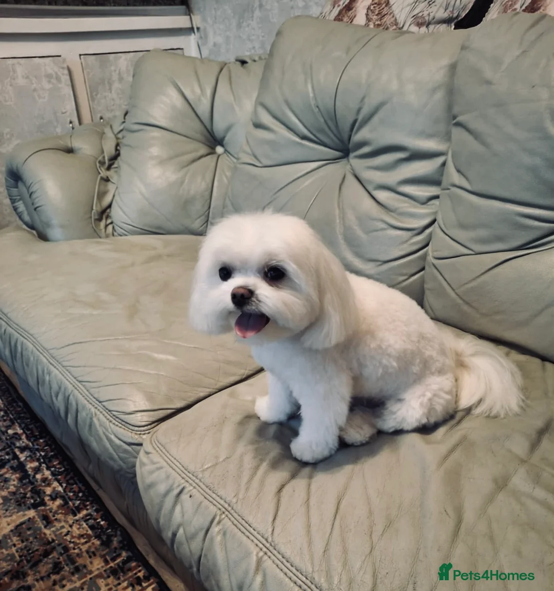 Maltese dogs for stud: Maltese for stud❗️ in Wakefield - Advert 4