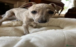 Mixed Breed dogs for sale:  🐶✨ ADORABLE WIGGY PUPPIES – licenced  breeder  - Image 5