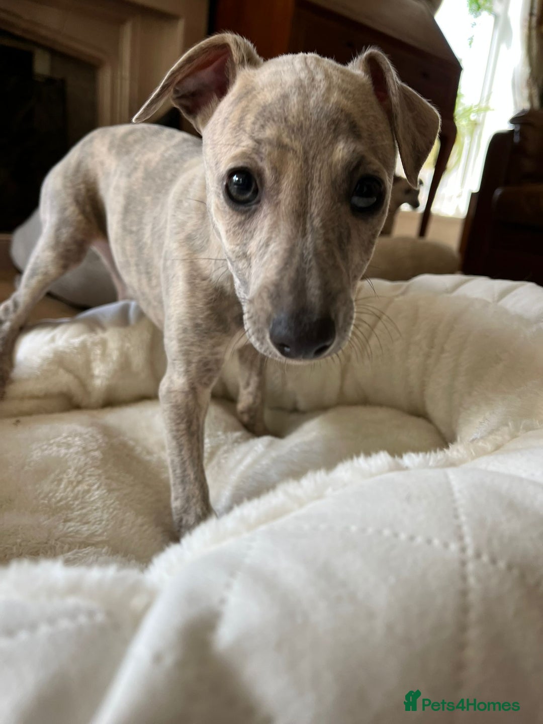 Mixed Breed dogs for sale:  🐶✨ ADORABLE WIGGY PUPPIES – licenced  breeder  - Image 5
