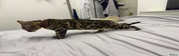 Bengal cats for sale: Two Beautiful Bengal Females  in Liverpool - Advert 5