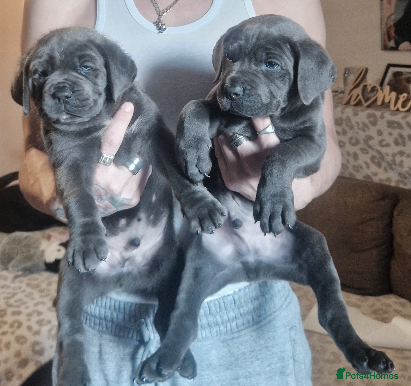 Mixed Breed dogs BLUE NEAPOLITAN MASTIFF × CANE CORSO - Advert 4