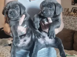 Mixed Breed dogs BLUE NEAPOLITAN MASTIFF × CANE CORSO - Advert 4