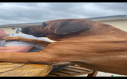 Boerboel dogs for sale: EXCEPTIONAL NABBR REGISTERED PUPPIES!  - Image 28