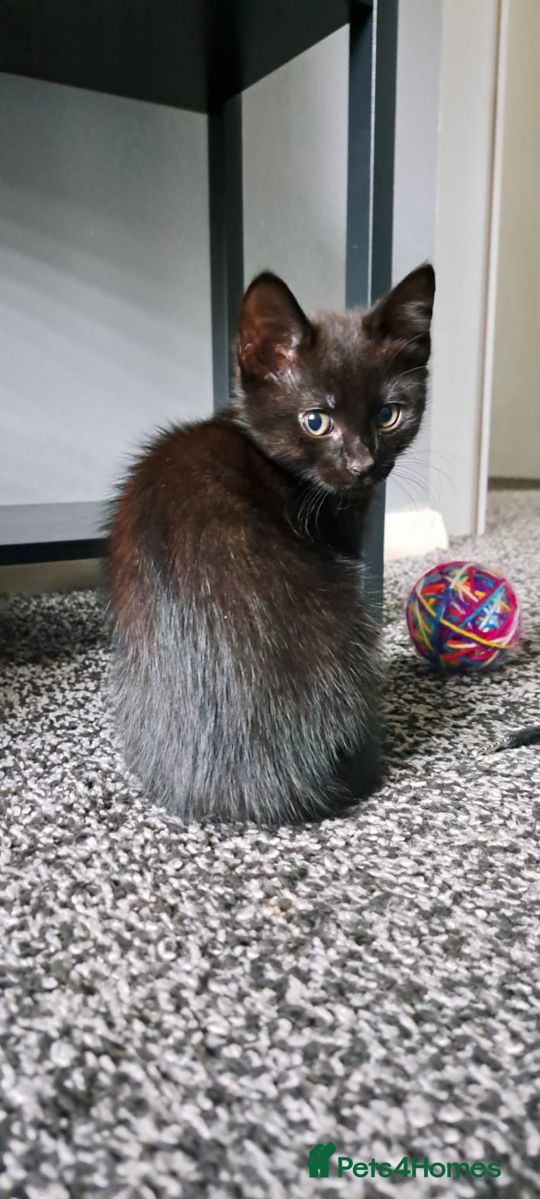 Mixed Breed cats for sale: 3 GORGEOUS kittens for sale  - Image 6