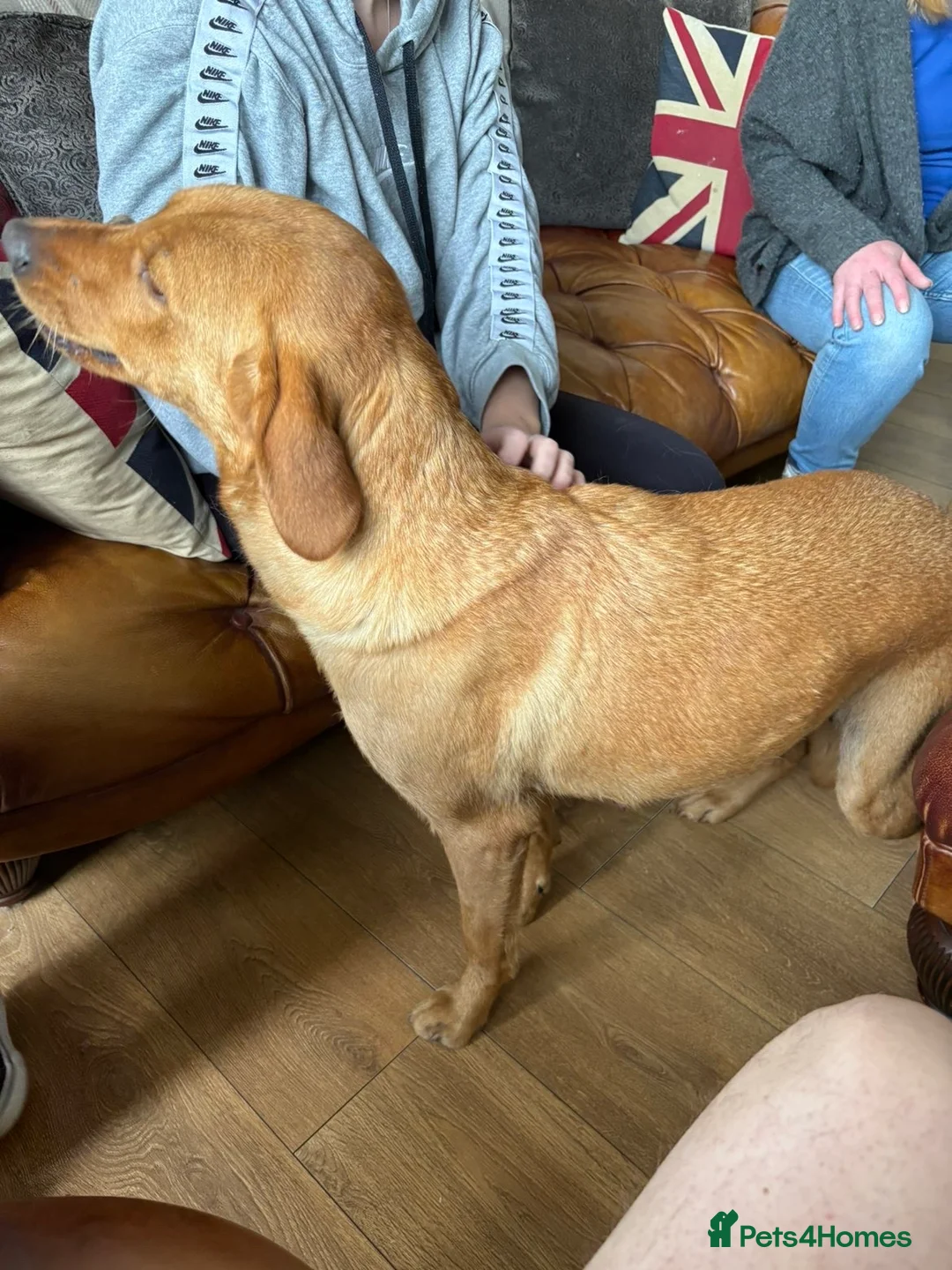 Labrador Retriever dogs for sale: Labrador retriever  in Paignton - Advert 2