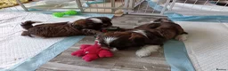 Shih Tzu dogs for sale: Two Beautiful Girls  - Advert 7
