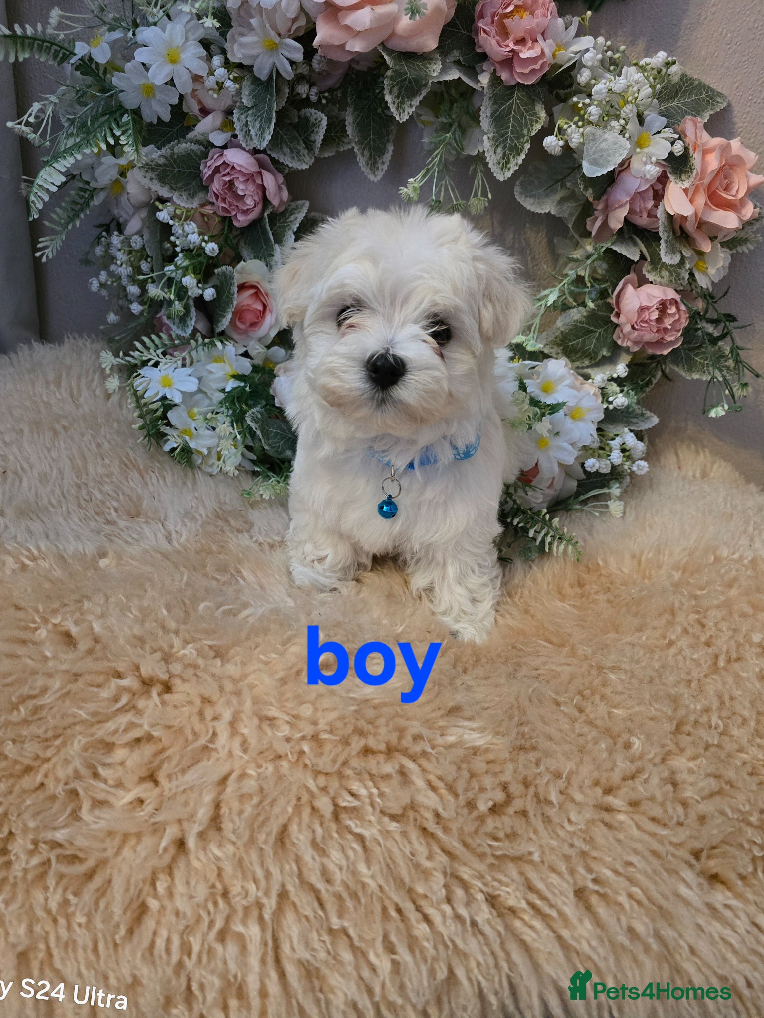 Maltipoo dogs  Extra small Korean Toy Maltipoo baby's  - Advert 17