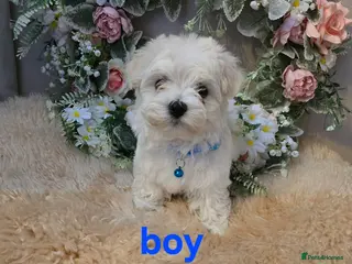 Maltipoo dogs Extra small Korean Toy Maltipoo baby's - Advert 17