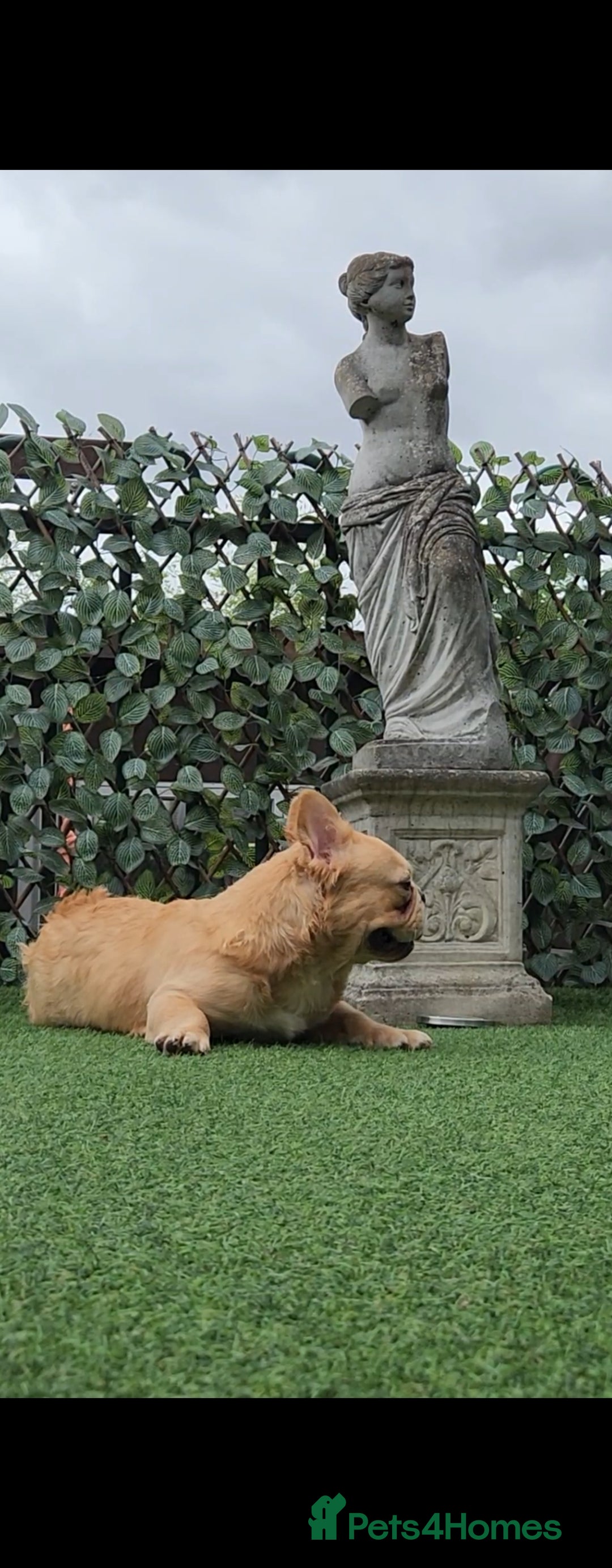 French Bulldog dogs for sale: French buldog visual fluffy male  - Image 3