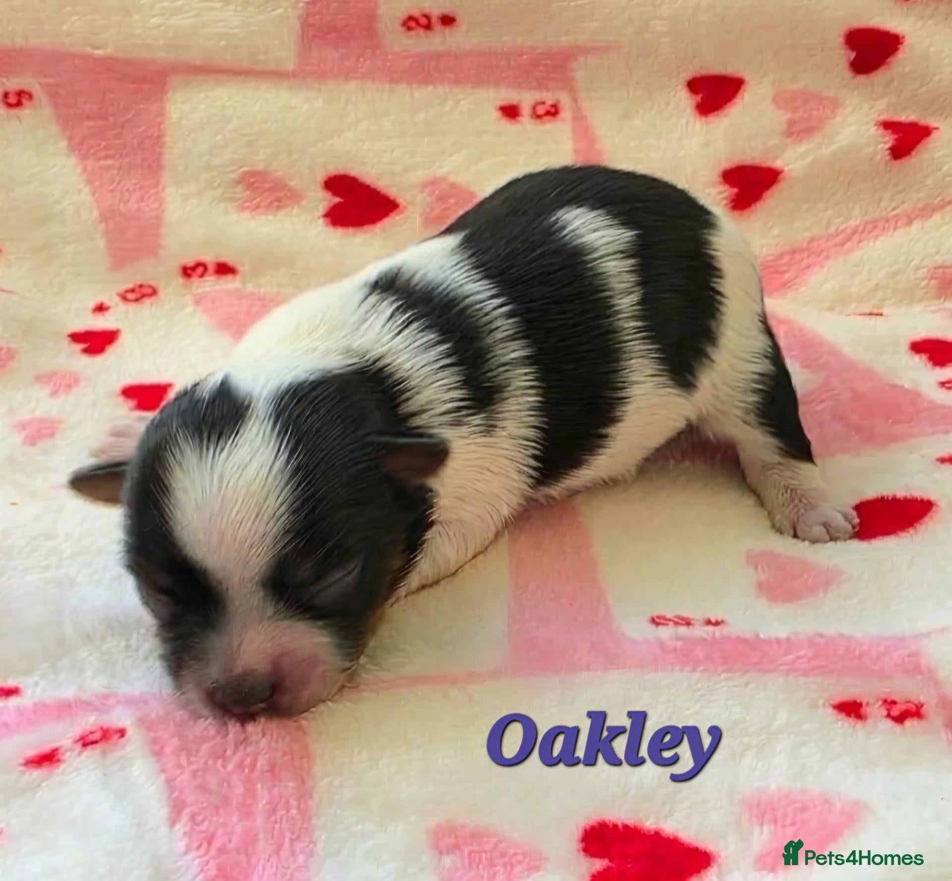 Yorkshire Terrier dogs Two upcoming litters biewer terrier and Merles - Advert 1