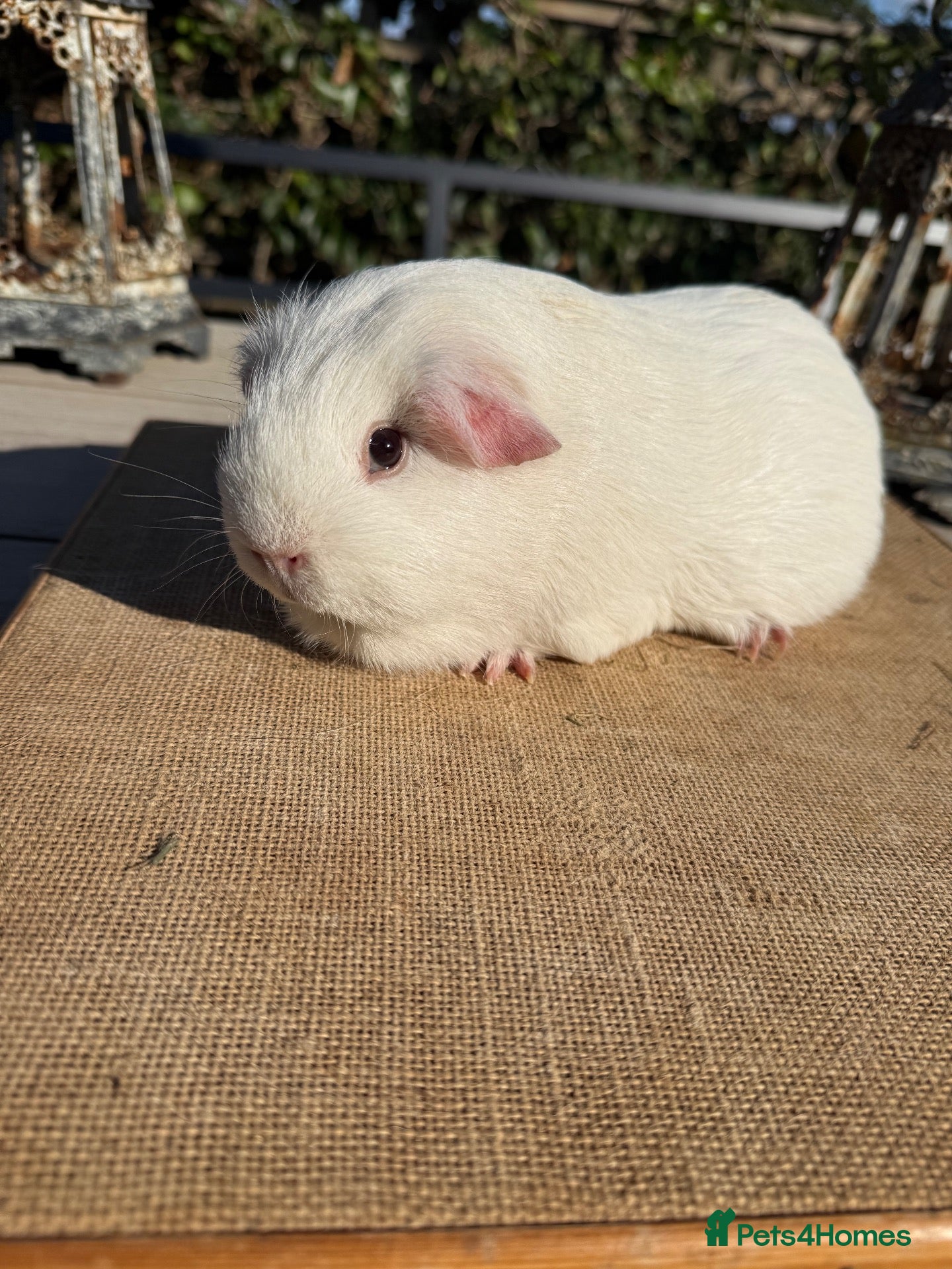 Guinea Pig rodents Pure bred dew, California & Swiss guineapigs  - Advert 4