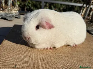 Guinea Pig rodents Pure bred dew, California & Swiss guineapigs - Advert 4