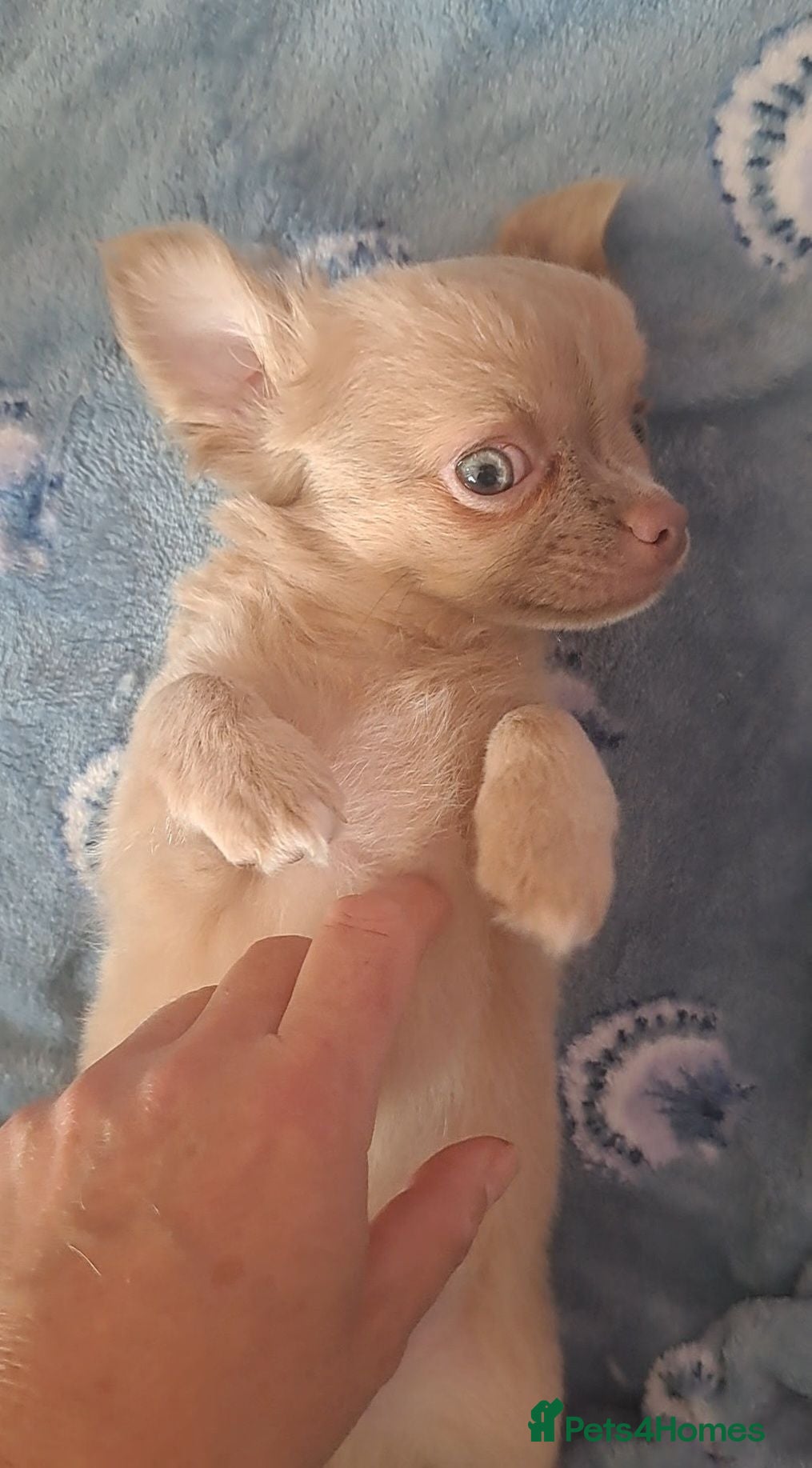 Chihuahua dogs 2 boys left Ready Now Long Coat Chihuahua pups  - Advert 13