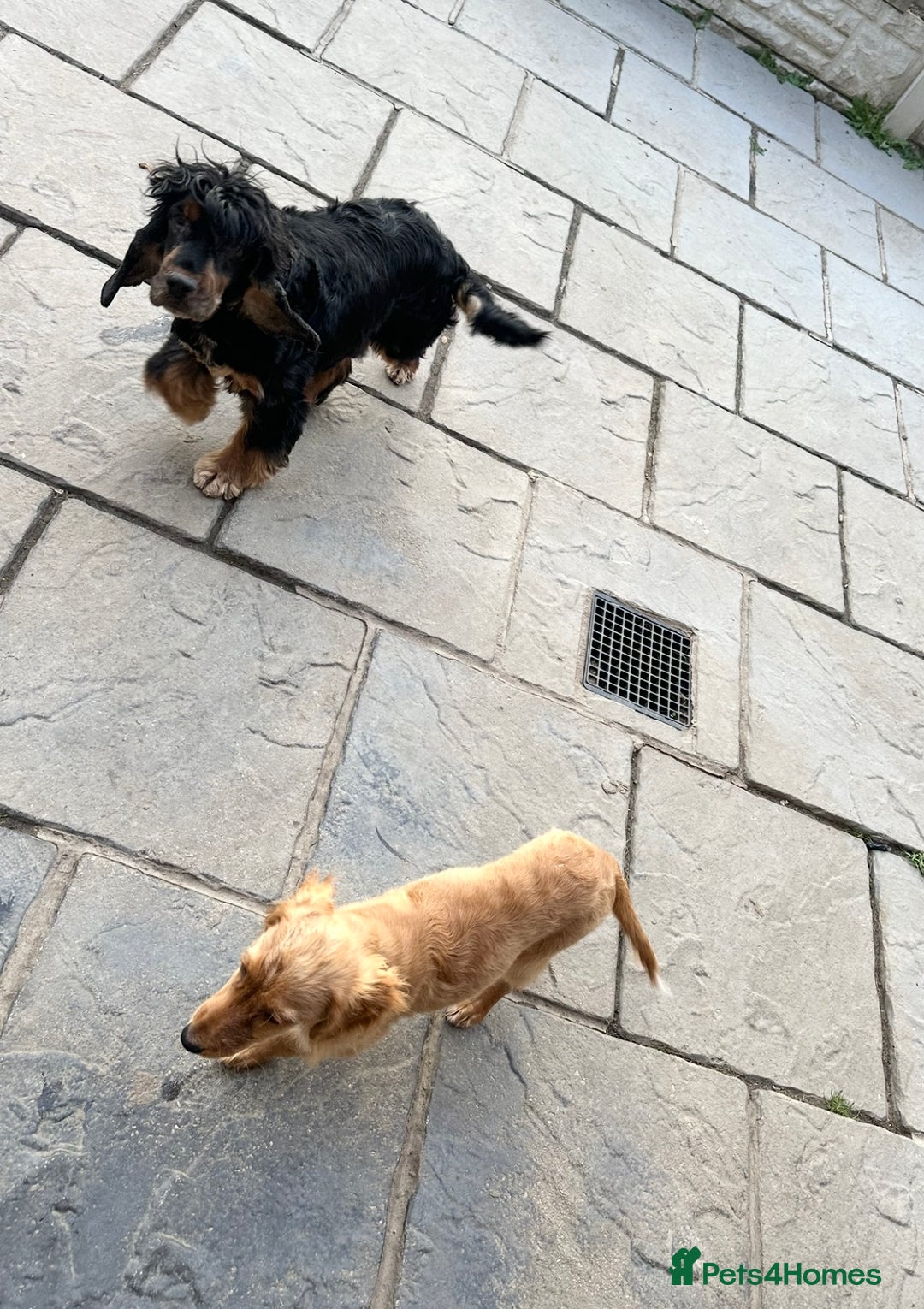 Cocker Spaniel dogs for sale: Beautiful Daisy looking for a forever home - Image 2