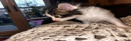 Norwegian Forest Cat cats for sale: Norwegian forest cats  - Advert 17