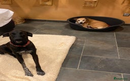 Mixed Breed dogs for adoption: Pretty Pretzel - Image 10