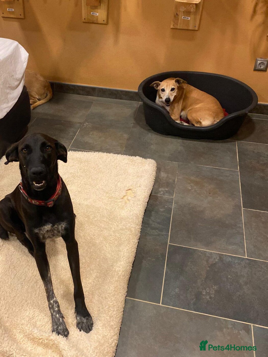 Mixed Breed dogs for adoption: Pretty Pretzel - Image 10