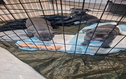Staffordshire Bull Terrier dogs for sale: **COLLECT SAT 02/08**Blue Staffs KC Registered - Image 28