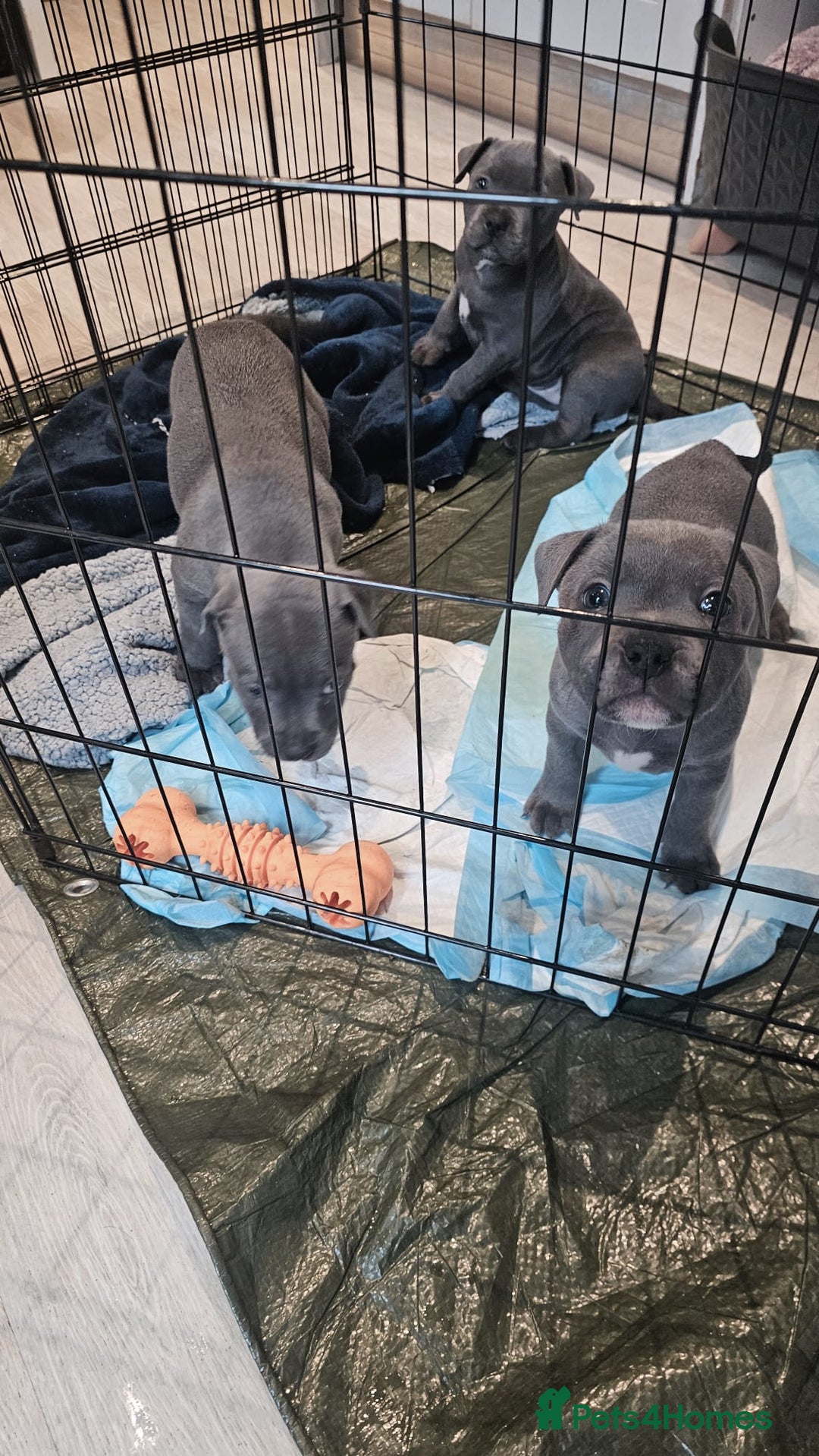 Staffordshire Bull Terrier dogs for sale: **COLLECT SAT 02/08**Blue Staffs KC Registered - Image 28