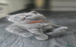 British Shorthair cats for sale: British Shorthair  kittens  - Image 6
