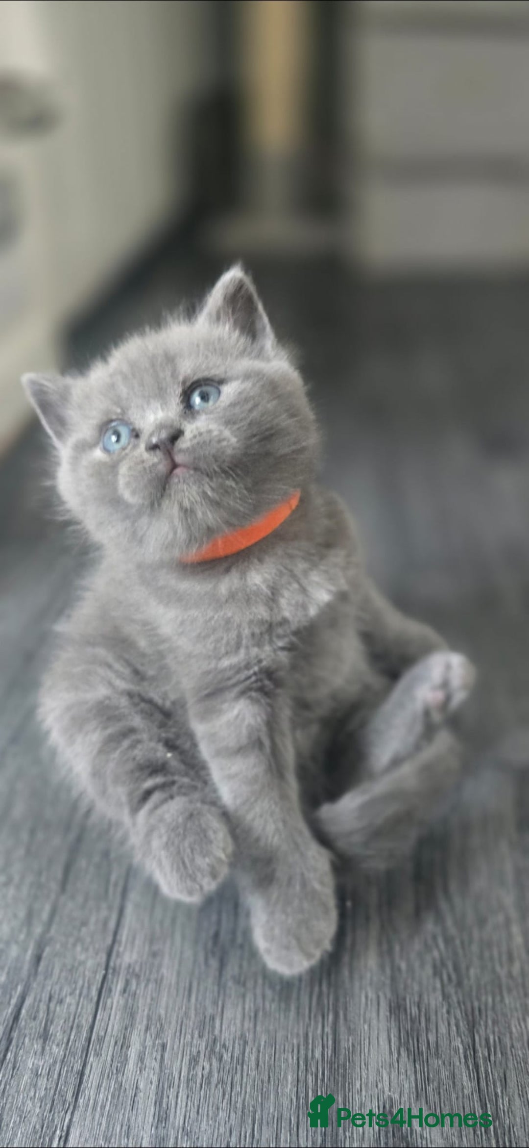 British Shorthair cats for sale: British Shorthair  kittens  - Image 6