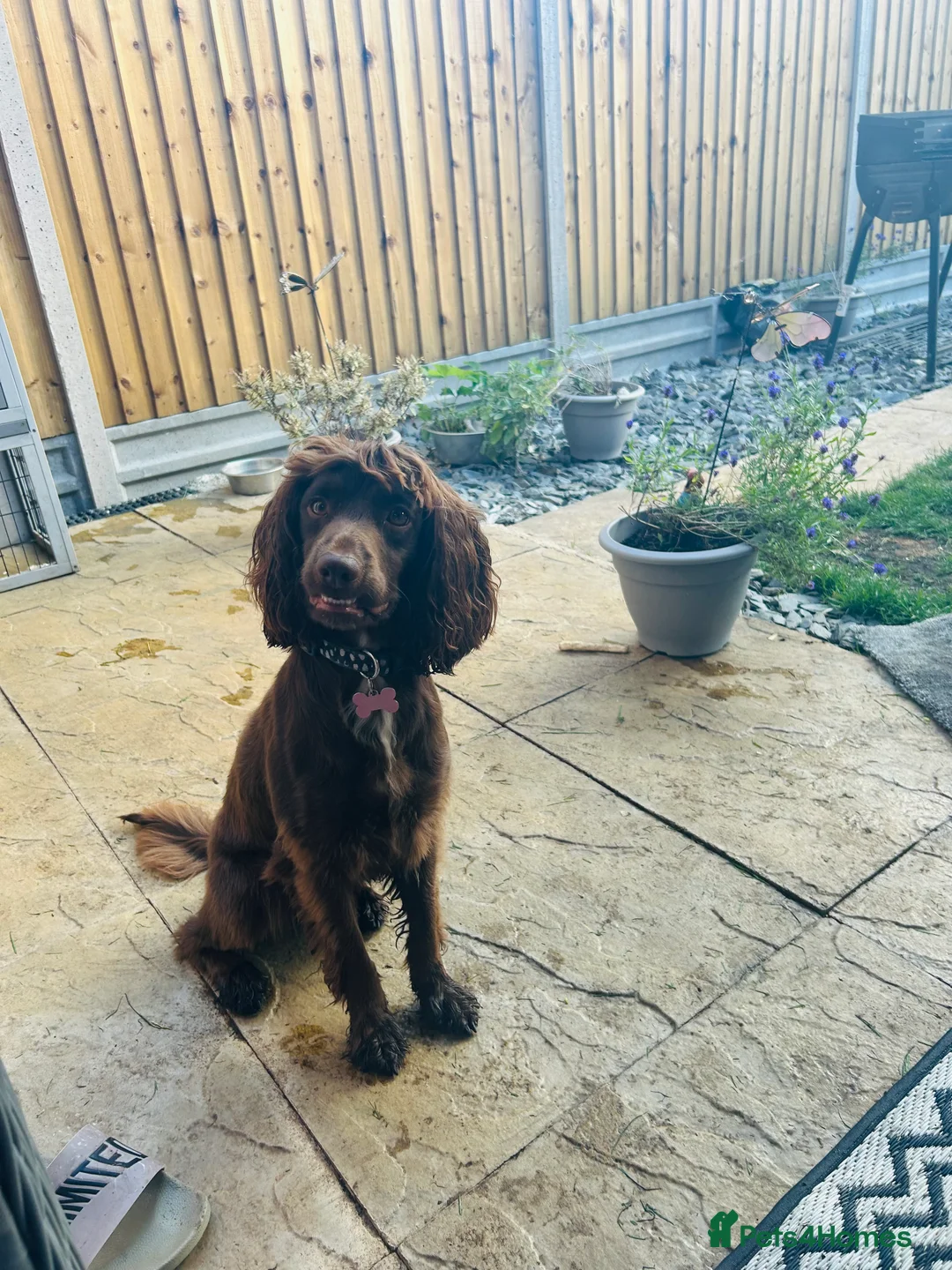 Sprocker dogs for sale: Loving Dog “Buttons” Needs a New Forever Home 🐾 - Advert 4