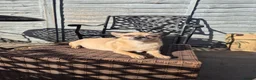 Chihuahua dogs for sale: Chihuahua Pups For Sale in Egham - Advert 3
