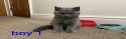 Scottish Fold cats for sale: Scottish fold Kittens  - Advert 6