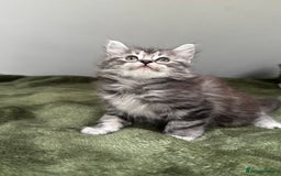 Scottish Fold cats for sale: Gorgeous fluffy Scottish Fold x DSH kittens - Image 28
