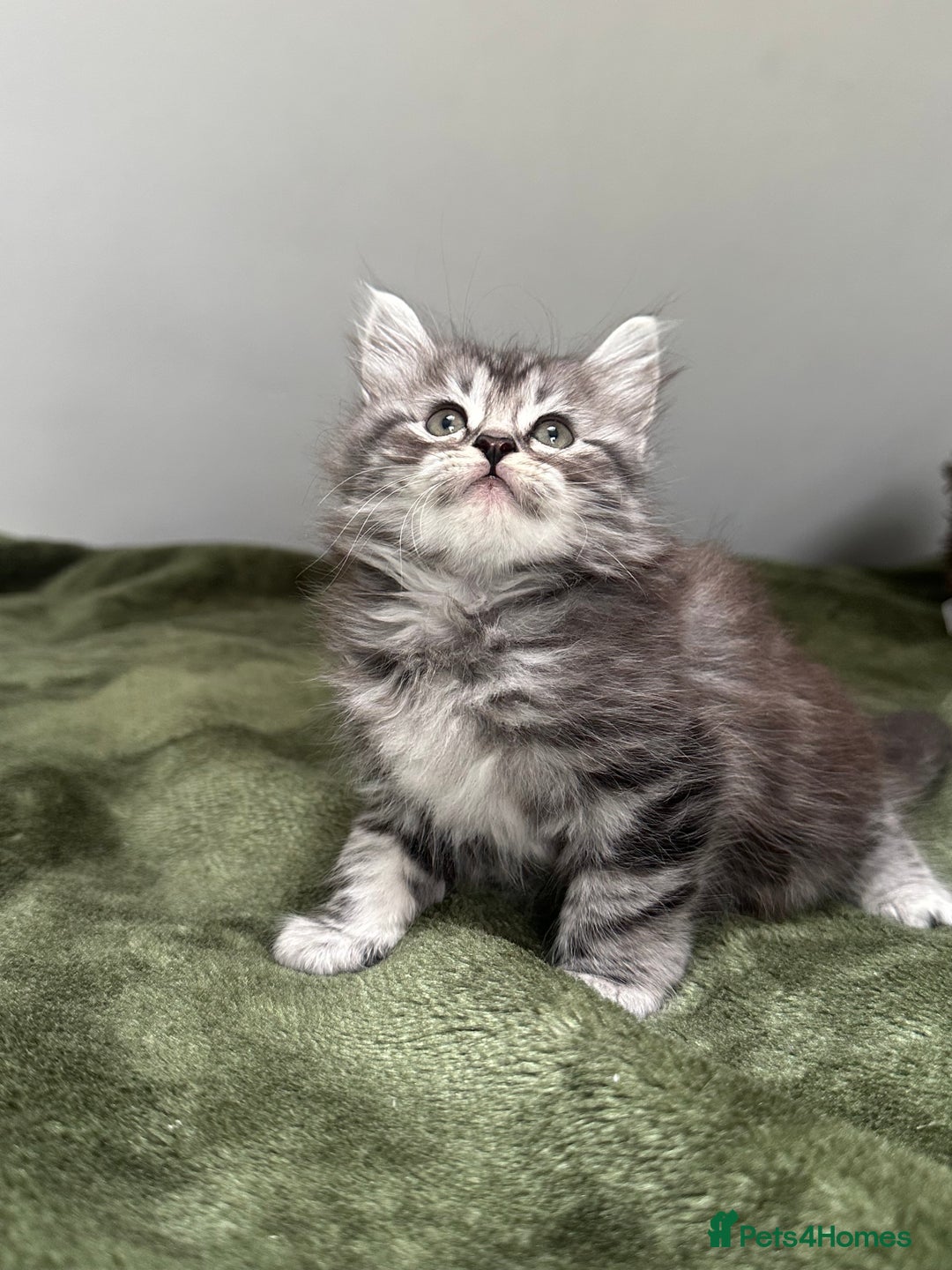 Scottish Fold cats for sale: Gorgeous fluffy Scottish Fold x DSH kittens - Image 28