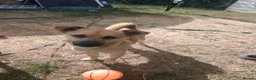 Mixed Breed dogs for sale: Jackaranian Boy 10 months old in Bracknell - Advert 3