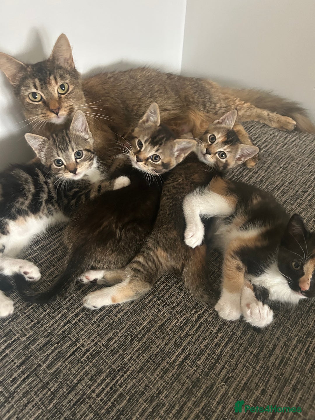 Mixed Breed cats for sale: Adorable kittens for sale - Advert 5