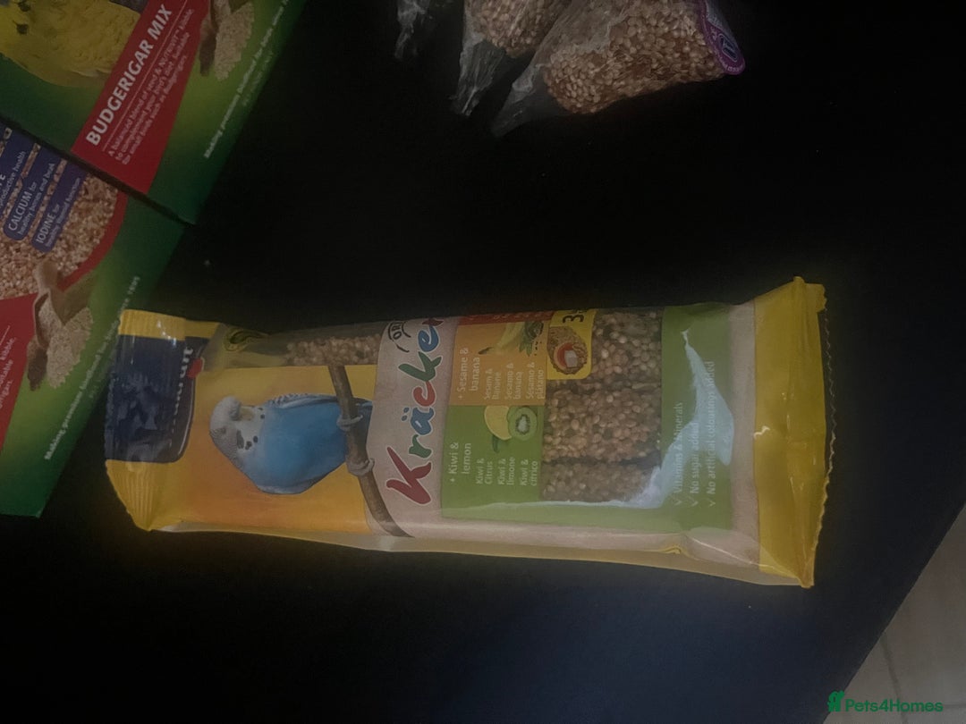 Budgerigars birds for sale: Three budgies to rehome! - Image 10