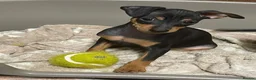 Miniature Pinscher dogs for sale: 🐾 Adorable Miniature Pinscher Girl 🐾 - Advert 2