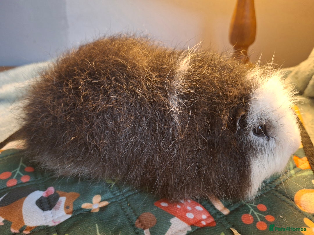 Guinea Pig rodents for sale: Beautiful Swiss Boars Baby /Young Adult  - Advert 6