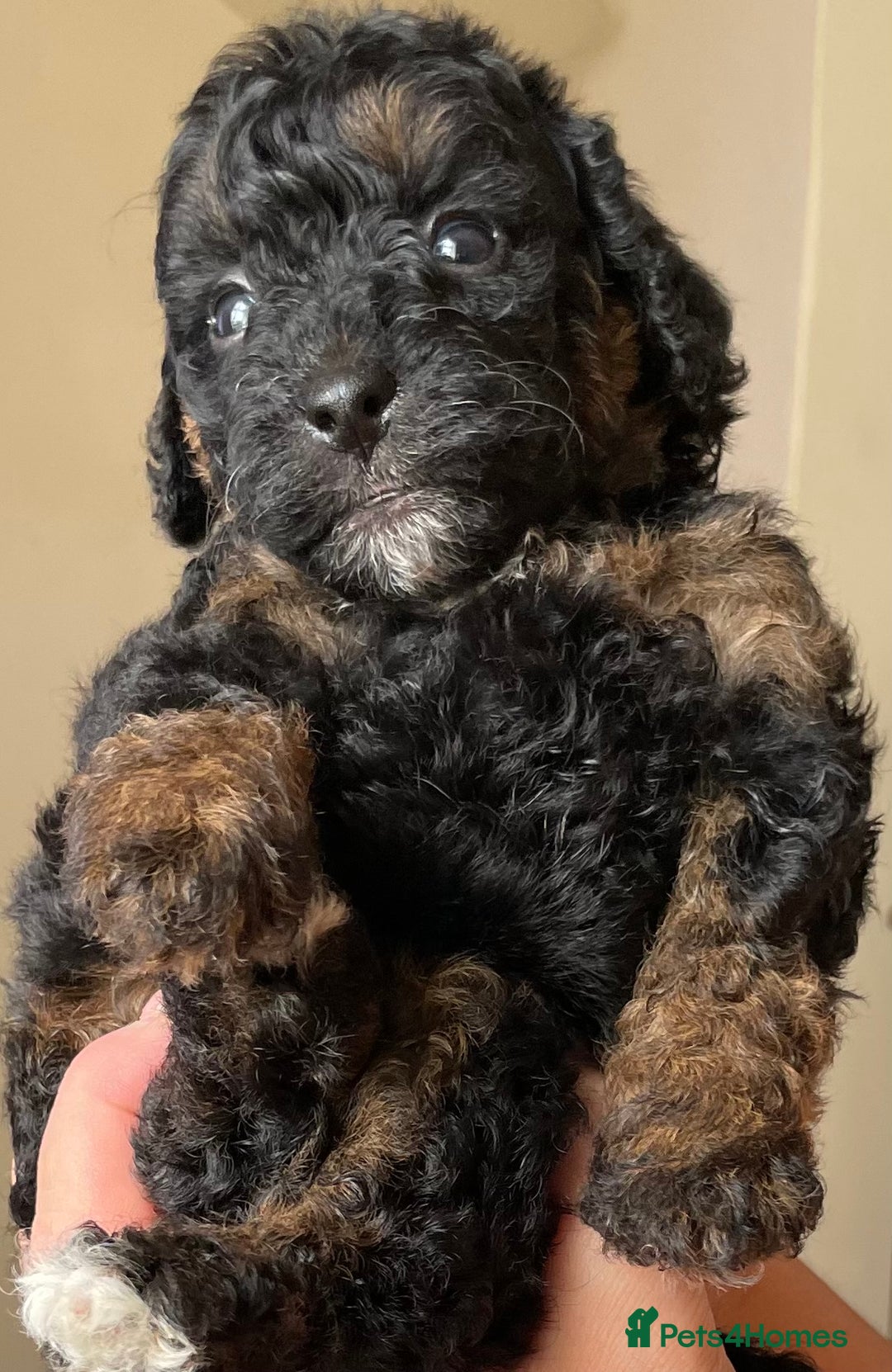 Jackapoo dogs for sale: JACKAPOO PUPPIES  in Saint Austell - Image 4
