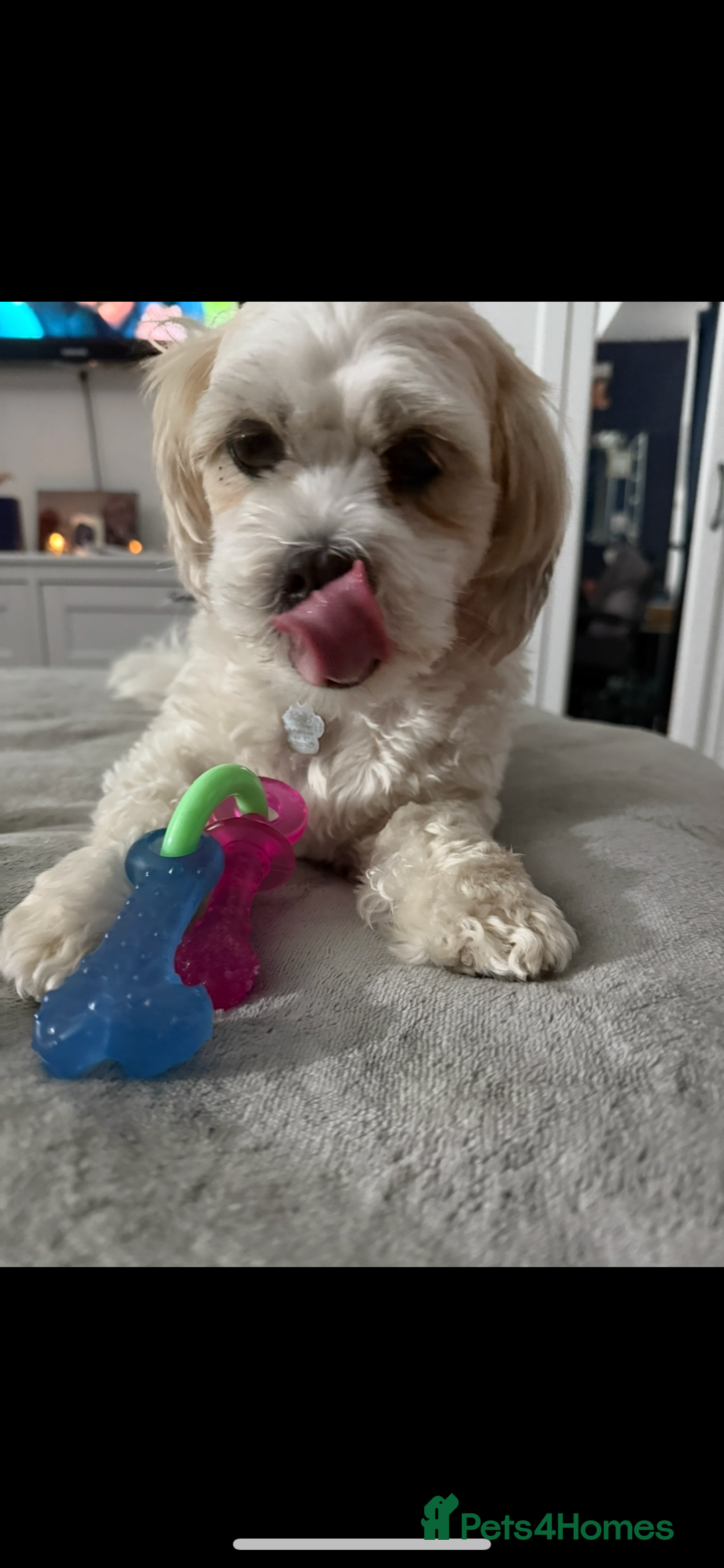 Zuchon dogs for sale: Dottie - 3 year old neutered Zuchon - Image 2