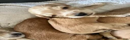 Mixed Breed dogs for sale: Gorgeous little show cocker/working cocker puppies - Advert 4