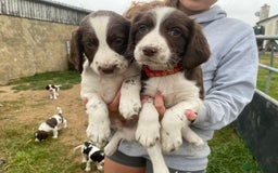 English Springer Spaniel dogs for sale: Springer Spaniel Black/liver and white Puppies - Image 5