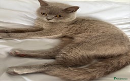 British Shorthair cats for sale: 2 year spayed British shorthair girl.  - Image 2