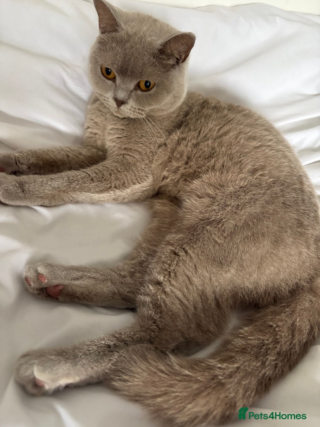 British Shorthair cats for sale: 2 year spayed British shorthair girl.  - Image 2